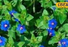 कब्ज से लेकर गठिया तक, चमत्कारी है नील का पौधा, हर हिस्सा कीमती, जानें उपयोग का तरीका – Uttar Pradesh News