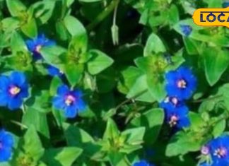 कब्ज से लेकर गठिया तक, चमत्कारी है नील का पौधा, हर हिस्सा कीमती, जानें उपयोग का तरीका – Uttar Pradesh News
