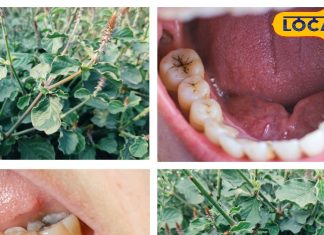 दांत दर्द और इससे जुड़ी समस्याओं को कहें बाय-बाय, जान लें कैसे करना है इस छोटे से चमत्कारी पौधे का इस्तेमाल