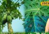 हेल्थ टिप्स: पपीते के पत्ते क्यों हैं औषधि समान? फायदे जानकर चौंक जाएंगे आप, जान लें उपयोग का तरीका