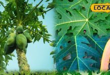 हेल्थ टिप्स: पपीते के पत्ते क्यों हैं औषधि समान? फायदे जानकर चौंक जाएंगे आप, जान लें उपयोग का तरीका