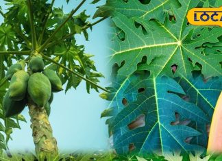 हेल्थ टिप्स: पपीते के पत्ते क्यों हैं औषधि समान? फायदे जानकर चौंक जाएंगे आप, जान लें उपयोग का तरीका