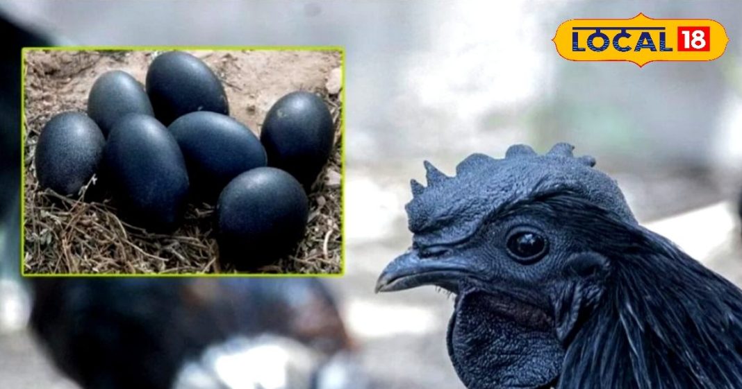 सर्दियों में सेहत का सुपरफूड कड़कनाथ, जान लें ये आम चिकन से कैसे है अलग – Madhya Pradesh News