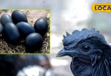 सर्दियों में सेहत का सुपरफूड कड़कनाथ, जान लें ये आम चिकन से कैसे है अलग – Madhya Pradesh News