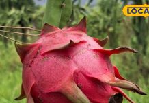 ड्रैगन फ्रूट्स भी बन सकता है घातक, गलत समय पर खाना खतरनाक, सबके लिए ये ठीक नहीं – Uttar Pradesh News
