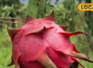 ड्रैगन फ्रूट्स भी बन सकता है घातक, गलत समय पर खाना खतरनाक, सबके लिए ये ठीक नहीं – Uttar Pradesh News