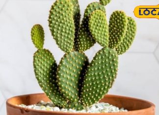 विटामिन C से भरपूर यह चीज, कई बीमारियों का है काल, सेहत के लिए है बेहद कमाल, जानें इसके 7 फायदे – Uttar Pradesh News