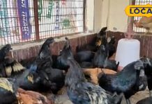 आयरन, प्रोटीन, अमीनो एसिड से भरपूर ये मीट, इसका एक अंडा बिकता 90रुपए का, विदशों में भरपूर डिमांड