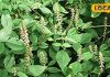 chirchita-plantmiracle-cure-for-many-diseases-pain-Swelling-poison-free-know-benefits, आयुर्वेद का वरदान है अतरंगी रंग का यह पौधा, सूजन से लेकर दर्द तक में कारगर, दातून में भी आरामदायक