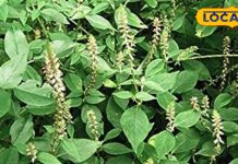 chirchita-plantmiracle-cure-for-many-diseases-pain-Swelling-poison-free-know-benefits, आयुर्वेद का वरदान है अतरंगी रंग का यह पौधा, सूजन से लेकर दर्द तक में कारगर, दातून में भी आरामदायक