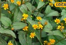 बुखार, पेट दर्द और खांसी में रामबाण, अकरकरा के अचूक फायदे, फूल, पत्ते और जड़ भी फायदेमंद – Uttar Pradesh News