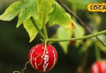 बड़े काम का है ये छोटा फल, जंगल में दिखे तो तुरंत ले आएं घर, शरीर में एकदम से दिखाता असर, बढ़ाता अंदरूनी ताकत – Madhya Pradesh News