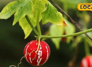 बड़े काम का है ये छोटा फल, जंगल में दिखे तो तुरंत ले आएं घर, शरीर में एकदम से दिखाता असर, बढ़ाता अंदरूनी ताकत – Madhya Pradesh News