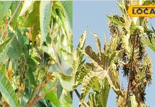 हथेली जैसी पत्तियां, कांटे वाला बीज, ये जंगली पेड़ जोड़ों के दर्द का रामबाण इलाज, कमर-घुटने सब रहेंगे फिट! – Madhya Pradesh News