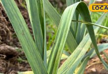 कभी चखा लहसुन की पत्तियों का नमक? रूखे-सूखे खाने को बना देगा लजीज, खुशबूदार और सबसे अलग – Uttarakhand News