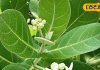 calotropis-plant-grows-by-roadside-treasure-trove-of-medicinal-properties-benefits, सफेद रंग का ये जहरीला पौधा कई बीमारियों के लिए काल, आयुर्वेद का खजाना