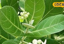 calotropis-plant-grows-by-roadside-treasure-trove-of-medicinal-properties-benefits, सफेद रंग का ये जहरीला पौधा कई बीमारियों के लिए काल, आयुर्वेद का खजाना