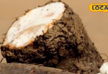 कितनी पीढ़ियों ने इसे खाकर काटे दिन, ये पहाड़ों का सुपरफूड, ऊर्जा से भरपूर, सर्दियों में वरदान – Uttarakhand News