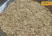 पोषक तत्वों का ये पावरहाउस! झटपट खत्म कर देगा गठिया, दिला देगा दर्द से राहत – Uttar Pradesh News