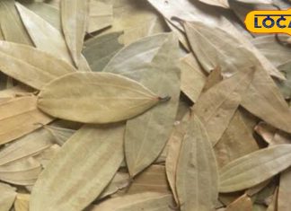 सेहत का अनमोल खजाना है तेज पत्ता, शुगर, कब्ज और त्वचा रोगों में है फायदेमंद, एक्सपर्ट से जानें कैसे करें उपयोग