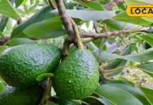 बीमारियों का काल है यह हरा विदेशी फल! महंगा होने के बाद भी बाजार में बिकता है हाथों-हाथ, घर पर आसानी से उगाए – Jharkhand News