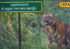 कम खर्च, ज्यादा रोमांच! नए साल पर पीलीभीत टाइगर रिजर्व बना देगा आपका ट्रिप यादगार – Uttar Pradesh News
