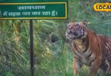 कम खर्च, ज्यादा रोमांच! नए साल पर पीलीभीत टाइगर रिजर्व बना देगा आपका ट्रिप यादगार – Uttar Pradesh News