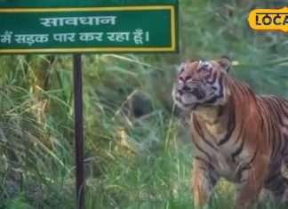 कम खर्च, ज्यादा रोमांच! नए साल पर पीलीभीत टाइगर रिजर्व बना देगा आपका ट्रिप यादगार – Uttar Pradesh News