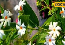 दर्द से लेकर सूजन तक में रामबाण, सदियों से चौंकाता रहा है हरसिंगार, जानें इस्तेमाल का तरीका – Uttar Pradesh News