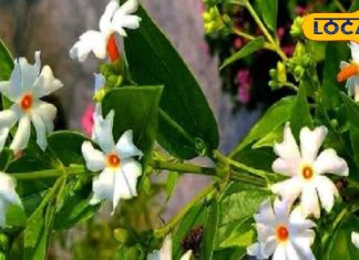 दर्द से लेकर सूजन तक में रामबाण, सदियों से चौंकाता रहा है हरसिंगार, जानें इस्तेमाल का तरीका – Uttar Pradesh News