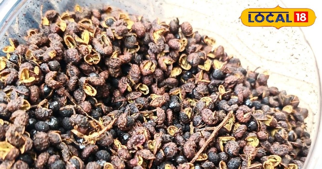 चरचराती जीभ, लेकिन जबरदस्त फायदा! जंगल की धनिया से 3 पेट रोग होंगे जड़ से खत्म