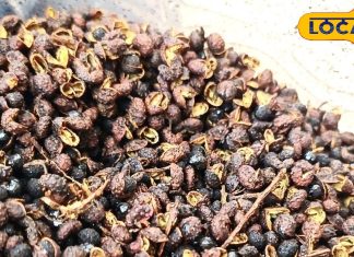 चरचराती जीभ, लेकिन जबरदस्त फायदा! जंगल की धनिया से 3 पेट रोग होंगे जड़ से खत्म