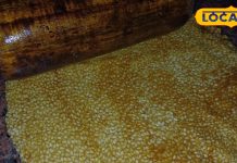 ठंड में मीठा खाने का मन है? तिल-गुड़ की पट्टी देगी गर्माहट और एनर्जी दोनों, ऐसे होती है तैयार – Uttar Pradesh News