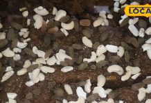 केवल ठंड में यह खास हलवा बनाते हैं दिलीप, कीमत 400 रुपये किलो, फायदे इतने की बंपर डिमांड, 8 साल पुरानी दुकान – Bihar News