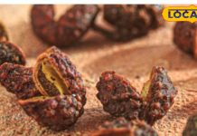 दांत दर्द से तड़प रहे हैं? पहाड़ों के तिमूर में इसका चमत्कारी इलाज, ये सदियों पुराना सच्चा डेंटिस्ट – Uttarakhand News