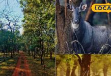 जंगल सफारी, ट्रैकिंग और नेचर वॉक! न्यू ईयर के लिए बेस्ट छत्तीसगढ़ का ये डेस्टिनेशन – Chhattisgarh News