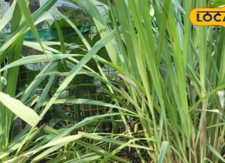 ब्लैक टी नहीं अब लेमन ग्रास टी का ट्रेंड, सर्दी-खांसी की छुट्टी, इम्युनिटी भी डबल – Madhya Pradesh News