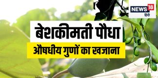 Myrobalan mother of ayurvedic medicine know uses and benefits