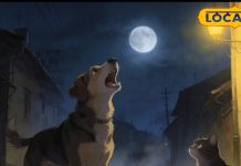 Is the crying of a dog or cat a bad omen at night? Do these animals have invisible powers? Know the truth here. – Uttar Pradesh News