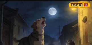 Is the crying of a dog or cat a bad omen at night? Do these animals have invisible powers? Know the truth here. – Uttar Pradesh News