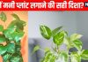 Money plant direction as per Vastu | Money plant in north direction Vastu | मनी प्लांट लगाने की सही दिशा | कंगाल बना देगा गलत दिशा में रखा मनी प्लांट, पूरे घर के वास्तु को कर देगा उलट पुलट