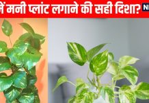 Money plant direction as per Vastu | Money plant in north direction Vastu | मनी प्लांट लगाने की सही दिशा | कंगाल बना देगा गलत दिशा में रखा मनी प्लांट, पूरे घर के वास्तु को कर देगा उलट पुलट