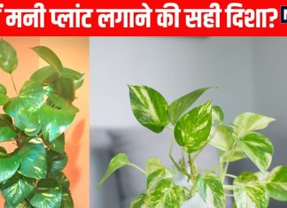 Money plant direction as per Vastu | Money plant in north direction Vastu | मनी प्लांट लगाने की सही दिशा | कंगाल बना देगा गलत दिशा में रखा मनी प्लांट, पूरे घर के वास्तु को कर देगा उलट पुलट