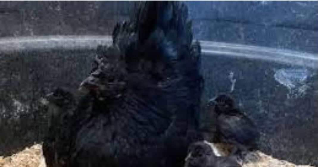 Most Expensive Egg: दुनिया में सबसे महंगा अंडा देने वाली मुर्गी कौन सी है, जानें कितने का बिकता है एक पीस