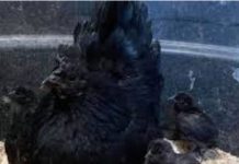 Most Expensive Egg: दुनिया में सबसे महंगा अंडा देने वाली मुर्गी कौन सी है, जानें कितने का बिकता है एक पीस