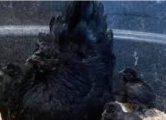 Most Expensive Egg: दुनिया में सबसे महंगा अंडा देने वाली मुर्गी कौन सी है, जानें कितने का बिकता है एक पीस