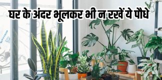 Never keep these plants inside home: गलती से भी घर में ना रखें ये 5 पौधे, होते हैं अशुभ