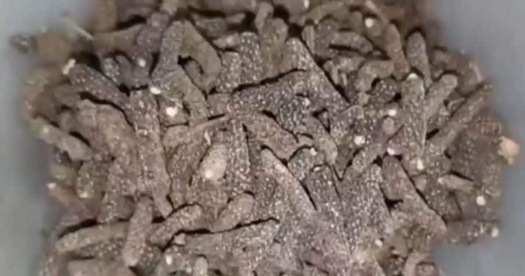 सर्दियों में बीमारियों से बचना है? तो डाइट में शामिल करें पीपली, डॉक्टर से जानिए इसके जबरदस्त फायदे – Uttar Pradesh News