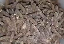 सर्दियों में बीमारियों से बचना है? तो डाइट में शामिल करें पीपली, डॉक्टर से जानिए इसके जबरदस्त फायदे – Uttar Pradesh News