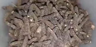 सर्दियों में बीमारियों से बचना है? तो डाइट में शामिल करें पीपली, डॉक्टर से जानिए इसके जबरदस्त फायदे – Uttar Pradesh News